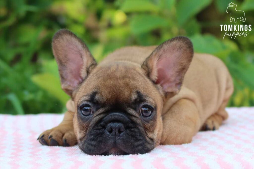 Liora, available French Bulldog puppy at TomKings Puppies