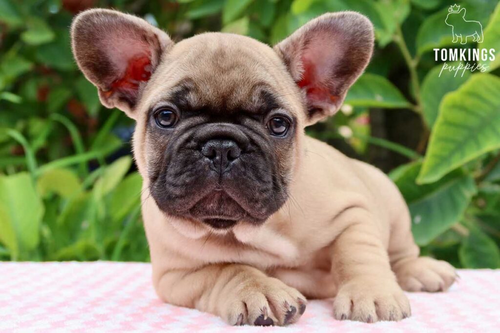 Roderick, available French Bulldog puppy at TomKings Puppies