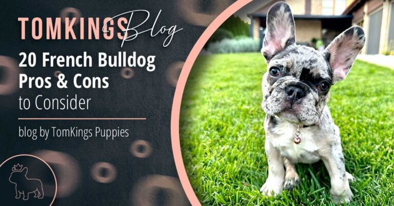 20 French Bulldog Pros and Cons - TomKings Puppies