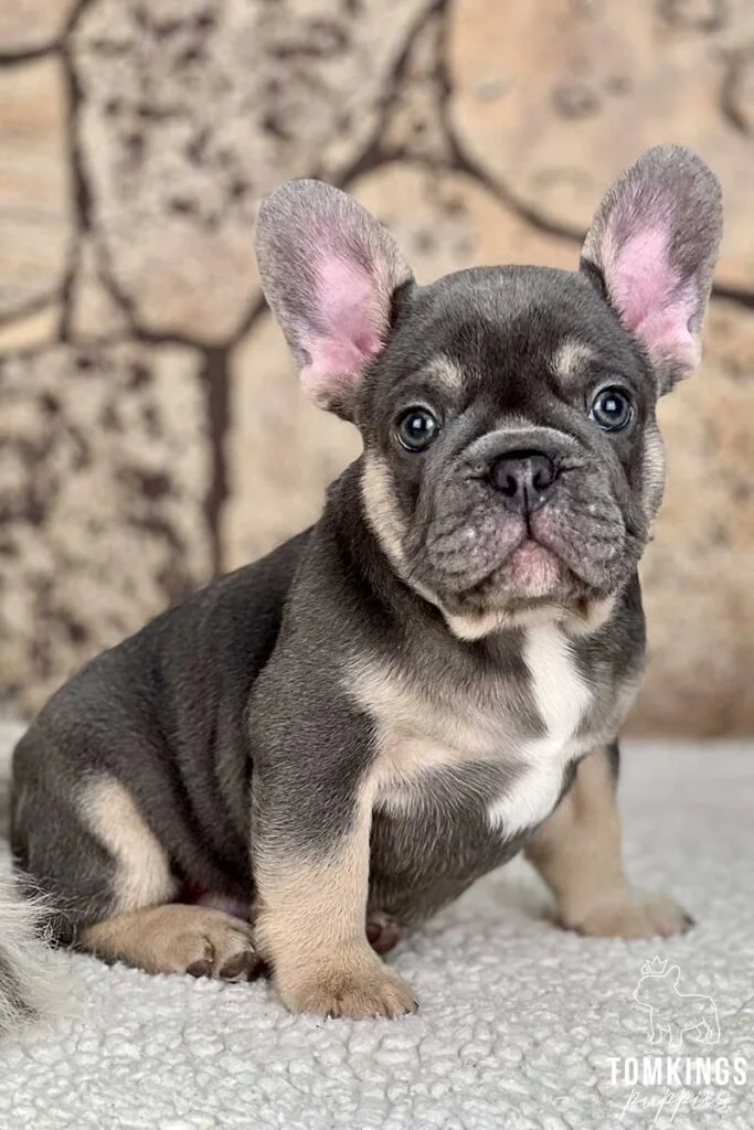 Blue and Tan French Bulldog at TomKings Puppies