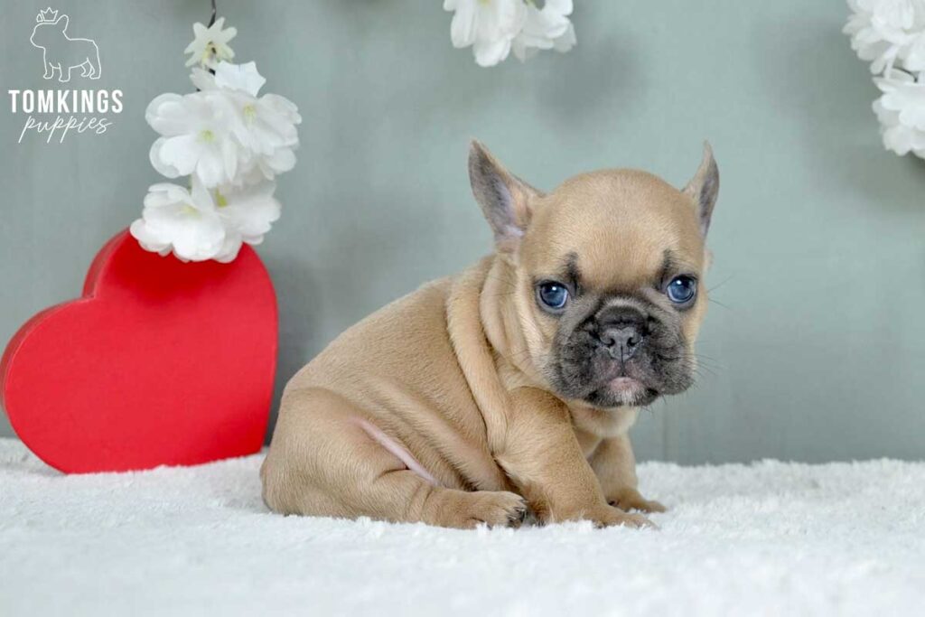 Casimir, available French Bulldog puppy at TomKings Puppies
