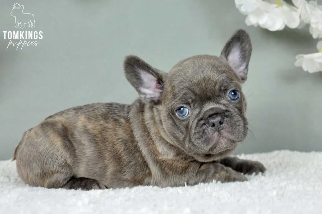 Dorian, available French Bulldog puppy at TomKings Puppies