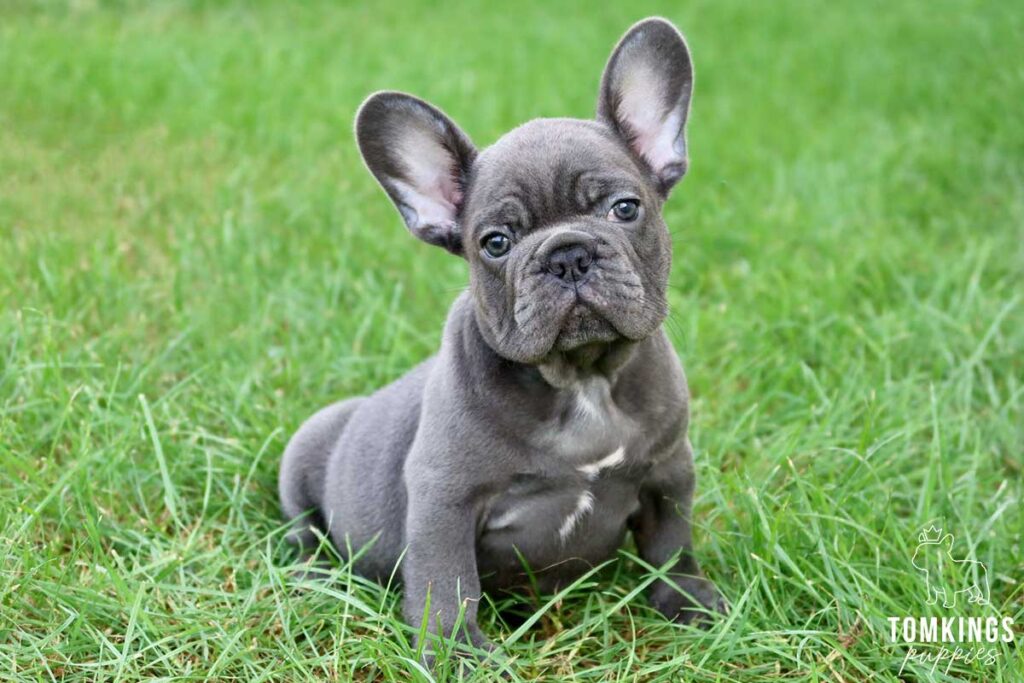 Fido, available French Bulldog puppy at TomKings Puppies