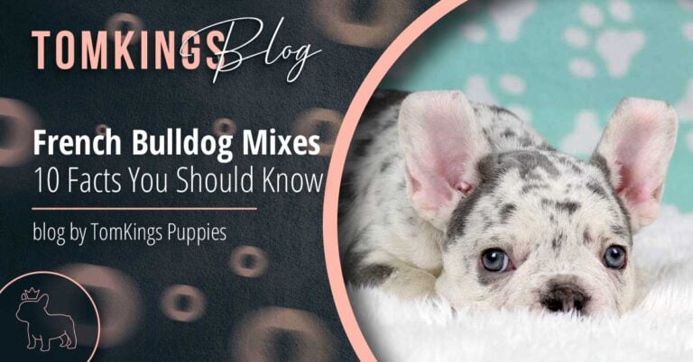 French Bulldog Mixes: 10 Facts You Should Know - TomKings Blog