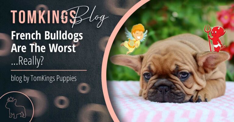 French Bulldogs Are The Worst...Really? - TomKings Blog