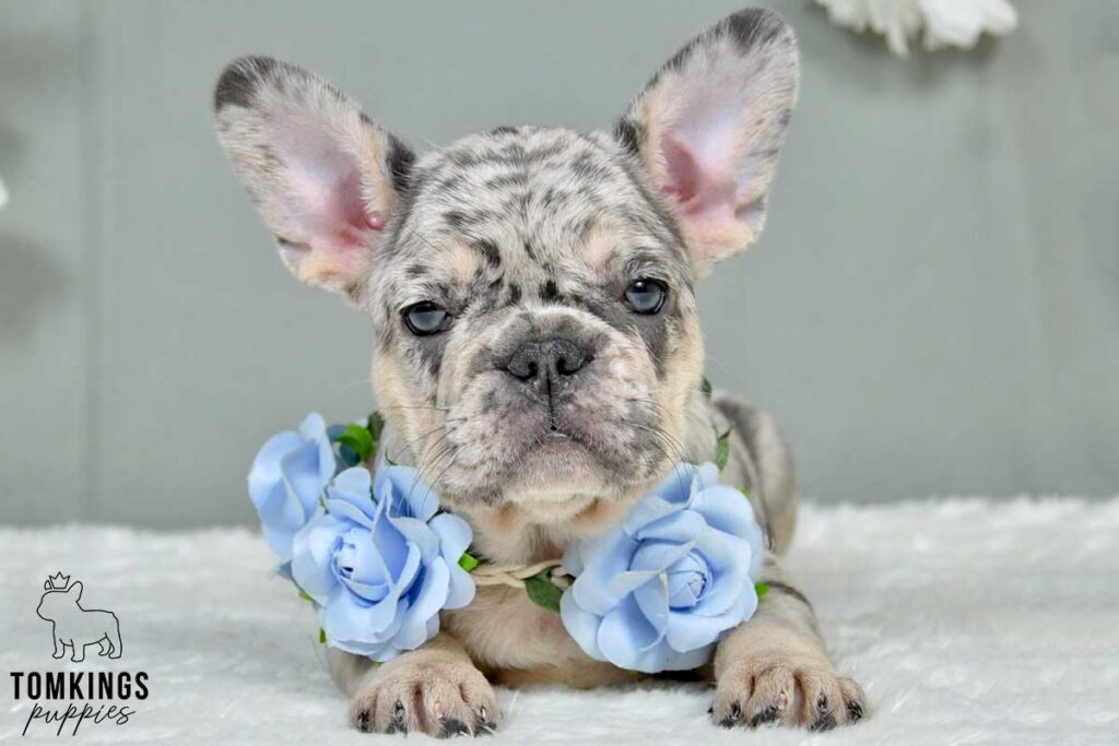 Hailey, available French Bulldog puppy at TomKings Puppies