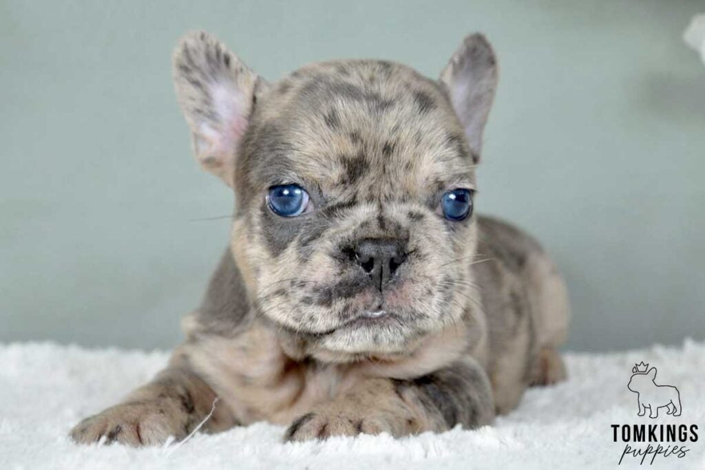 Melisande, available French Bulldog puppy at TomKings Puppies