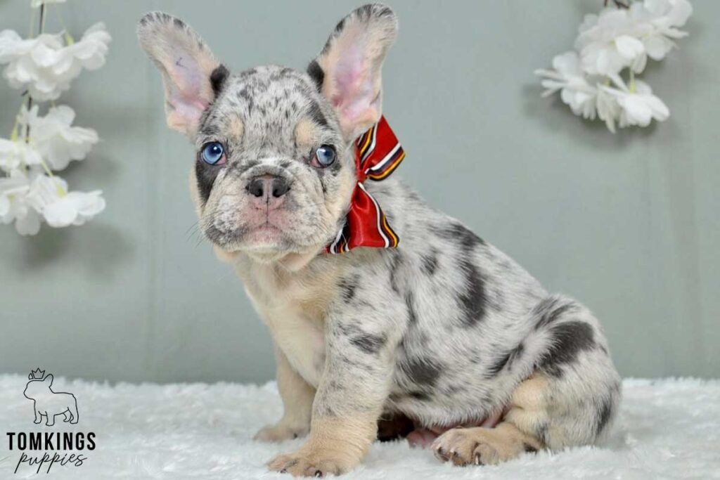Severin, available French Bulldog puppy at TomKings Puppies