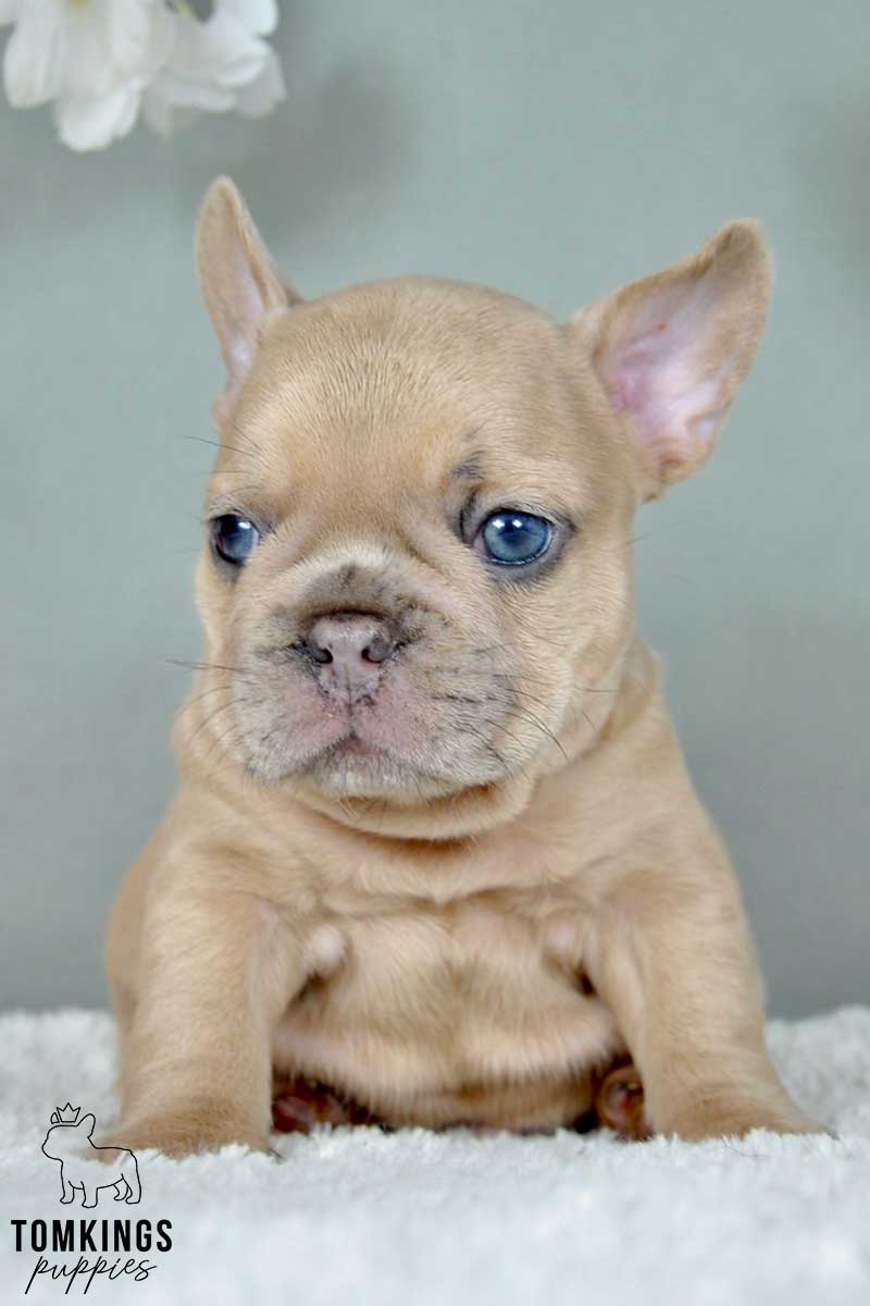 Tarquin, available French Bulldog puppy at TomKings Puppies