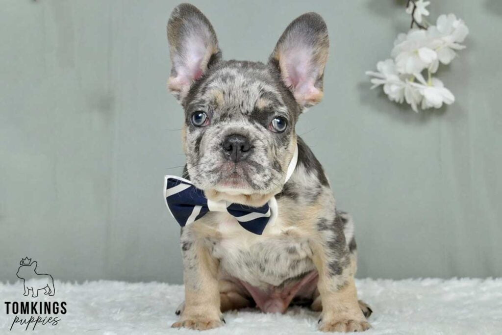 Tavis, available French Bulldog puppy at TomKings Puppies