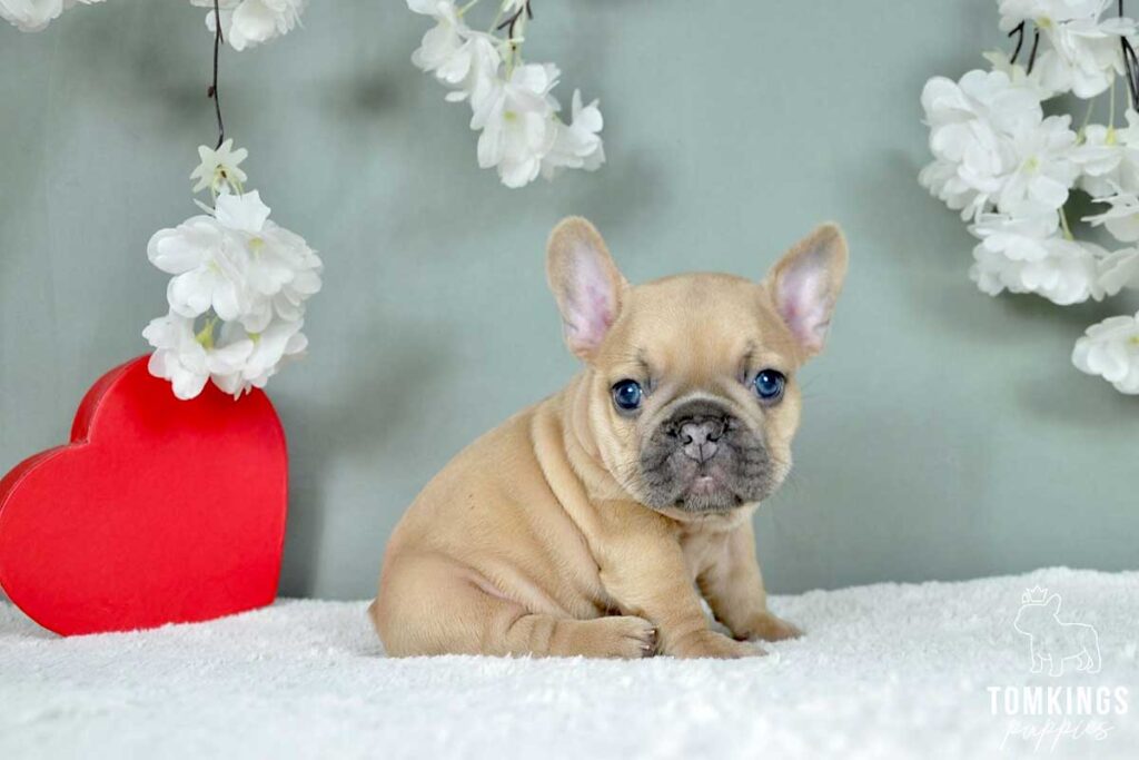 Tybalt, available French Bulldog puppy at TomKings Puppies