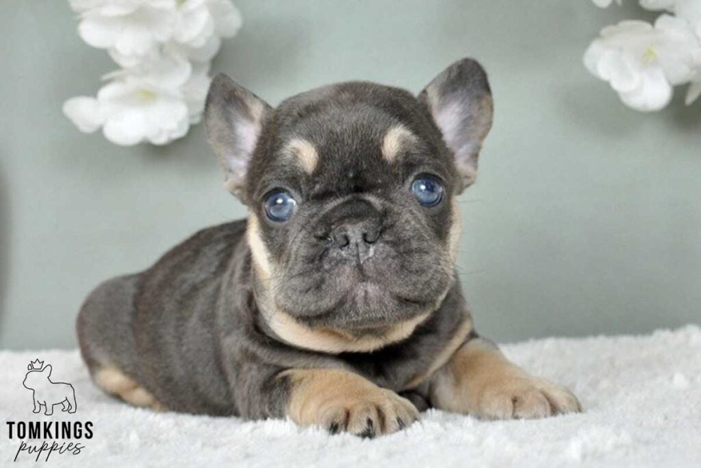 Valerian, available French Bulldog puppy at TomKings Puppies