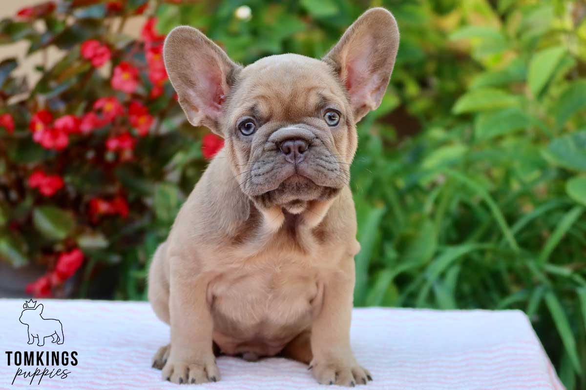 Xander, available French Bulldog puppy at TomKings Puppies