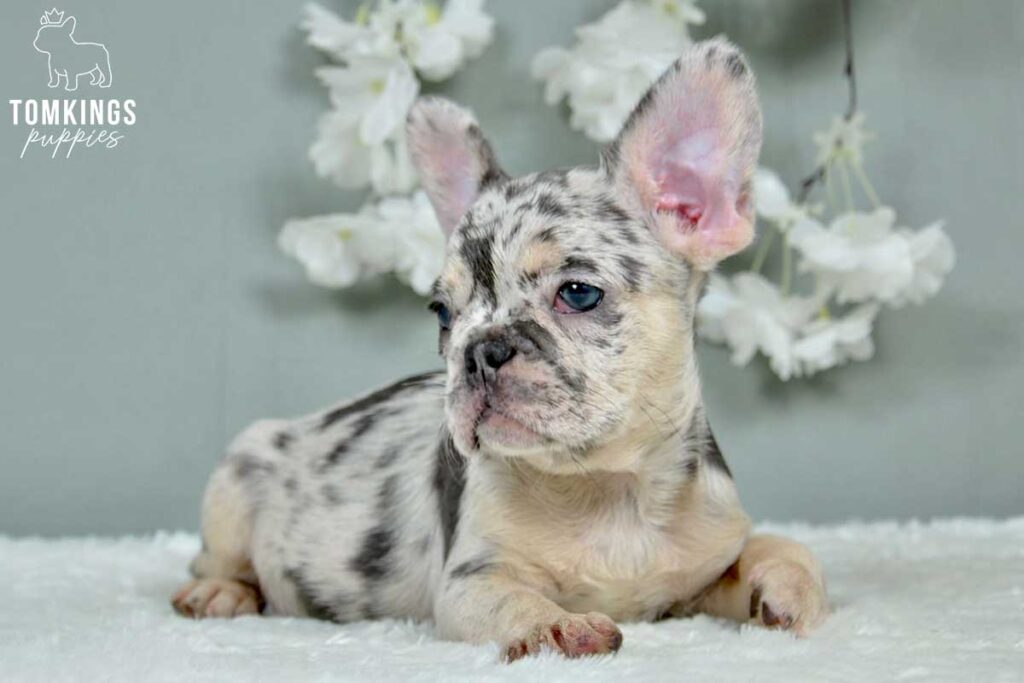 Zoe, available French Bulldog puppy at TomKings Puppies