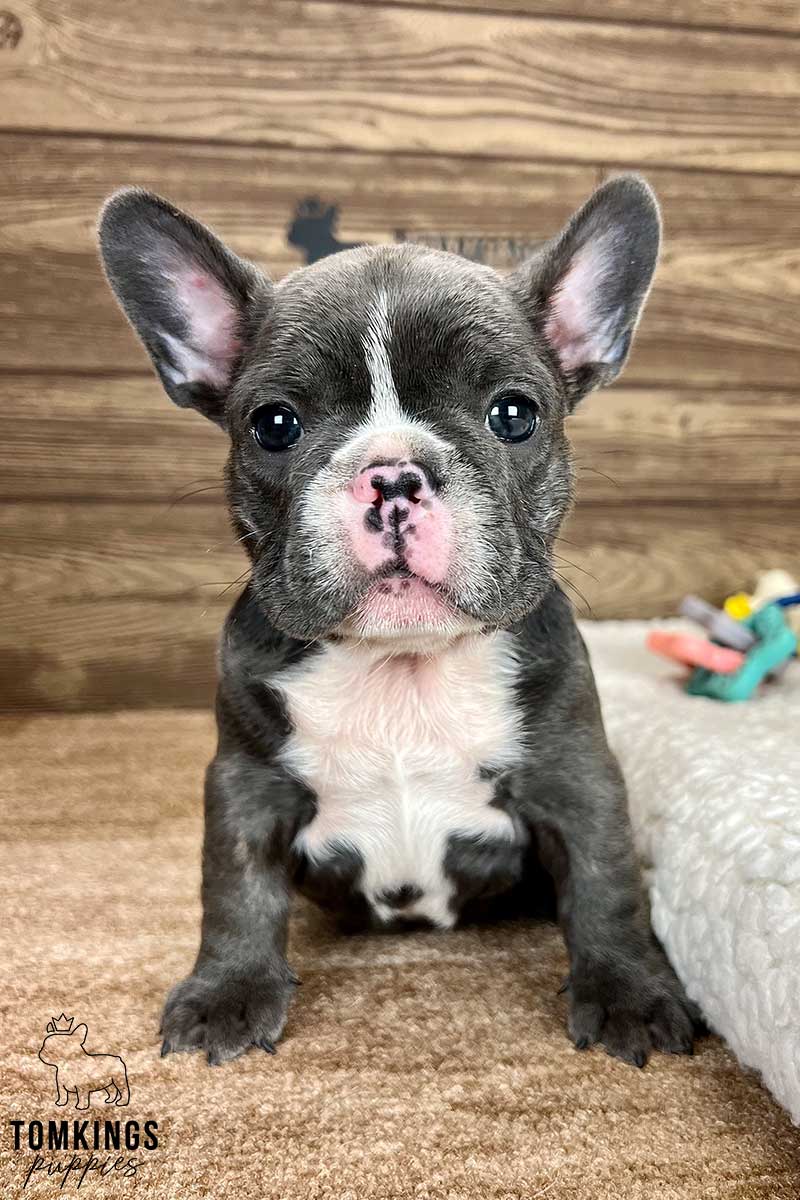 Aubrey, available French Bulldog puppy at TomKings Puppies