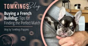 Buying a French Bulldog: Tips for Finding the Perfect Match - TomKings Blog