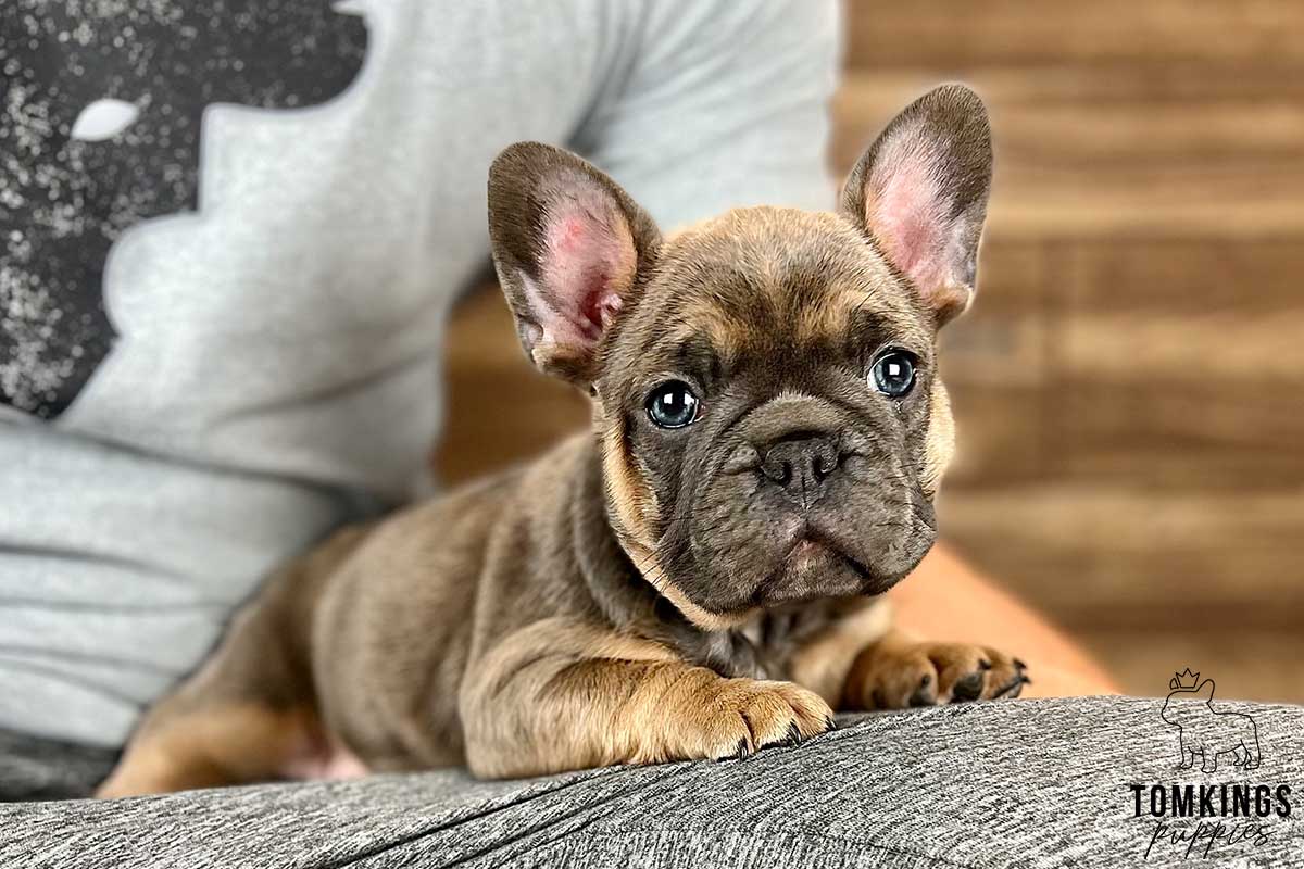 Charlotte, available French Bulldog puppy at TomKings Puppies