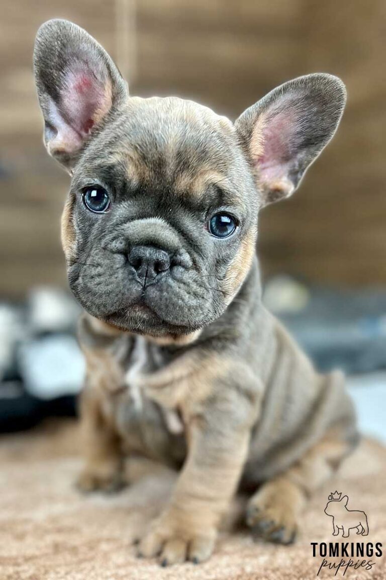 French Bulldog Puppies for Sale in Los Angeles - TomKings Kennel