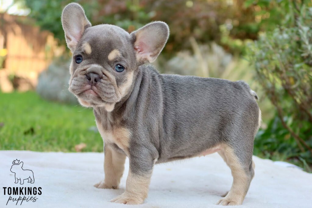 Erica, available French Bulldog puppy at TomKings Puppies