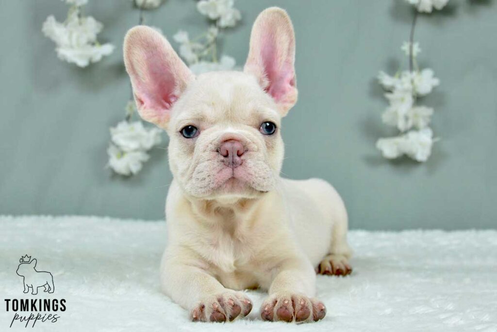 Eryx, available French Bulldog puppy at TomKings Puppies