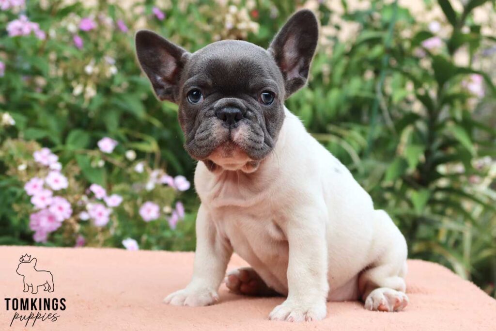 Fiona, available French Bulldog puppy at TomKings Puppies