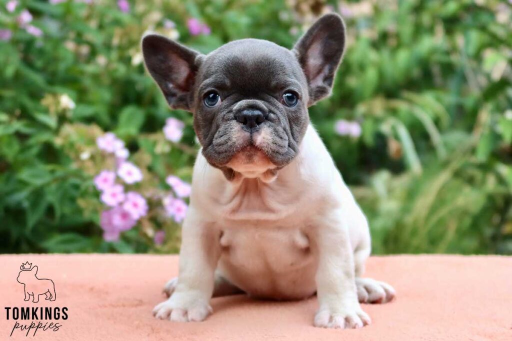 Fiona, available French Bulldog puppy at TomKings Puppies