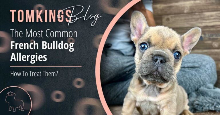 The Most Common French Bulldog Allergies: How To Treat Them - TomKings Blog