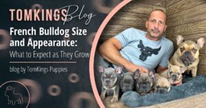 French Bulldog Size and Appearance: What to Expect as They Grow - TomKings Blog