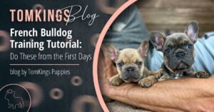 French Bulldog Training Tutorial: Do These from the First Days - TomKings Blog