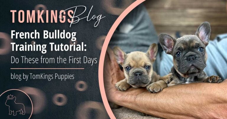French Bulldog Training Tutorial: Do These from the First Days - TomKings Blog