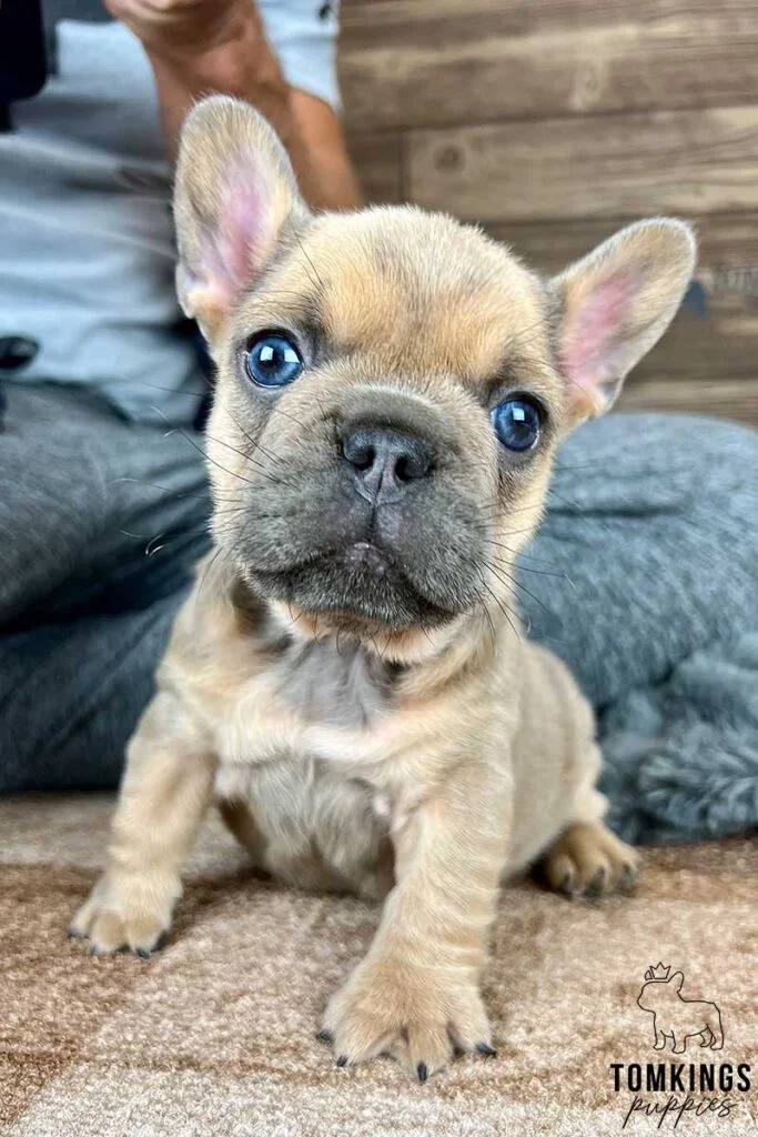 Grace, available French Bulldog puppy at TomKings Puppies