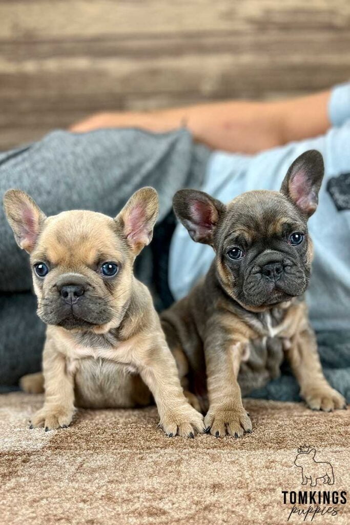 Grace, available French Bulldog puppy at TomKings Puppies