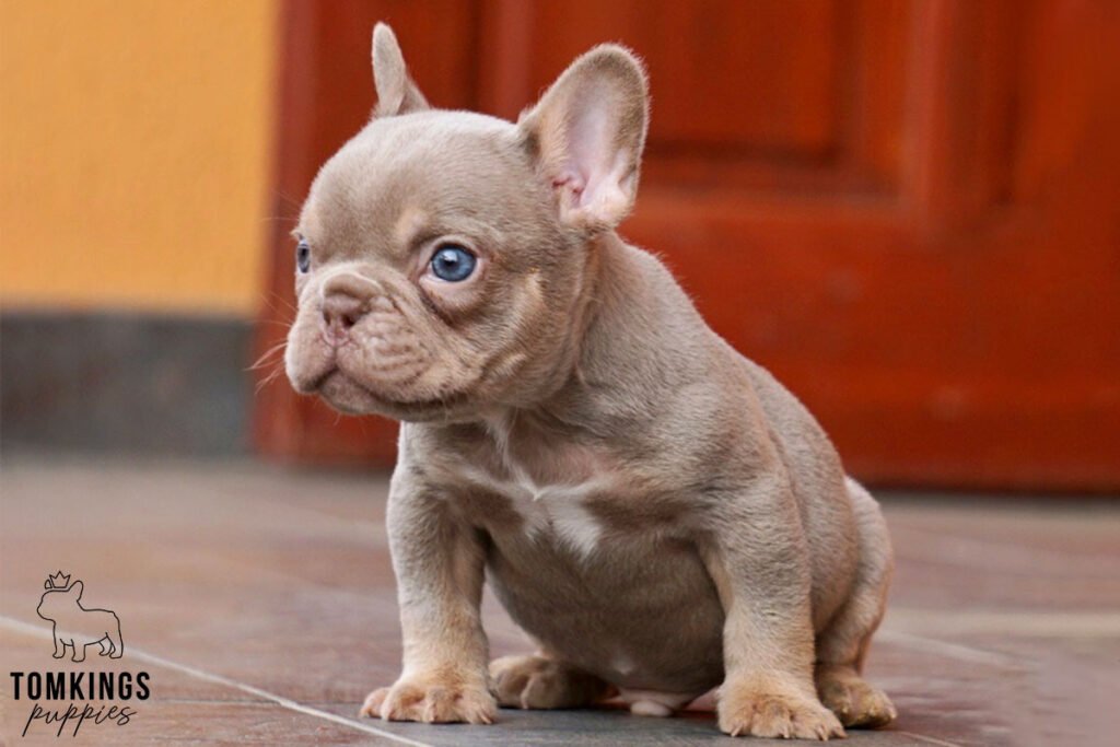 Jerick, available French Bulldog puppy at TomKings Puppies