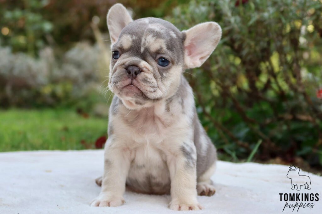 Sloane, available French Bulldog puppy at TomKings Puppies