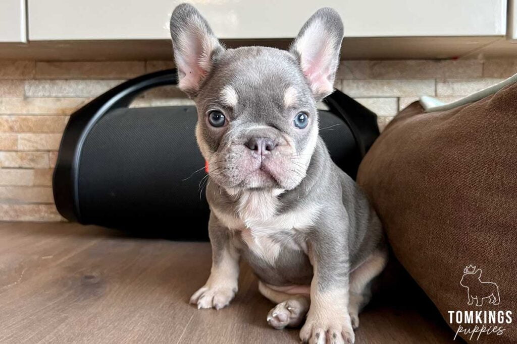 Thiago, available French Bulldog puppy at TomKings Puppies