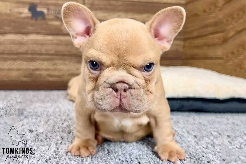 Violetta, available French Bulldog puppy at TomKings Puppies