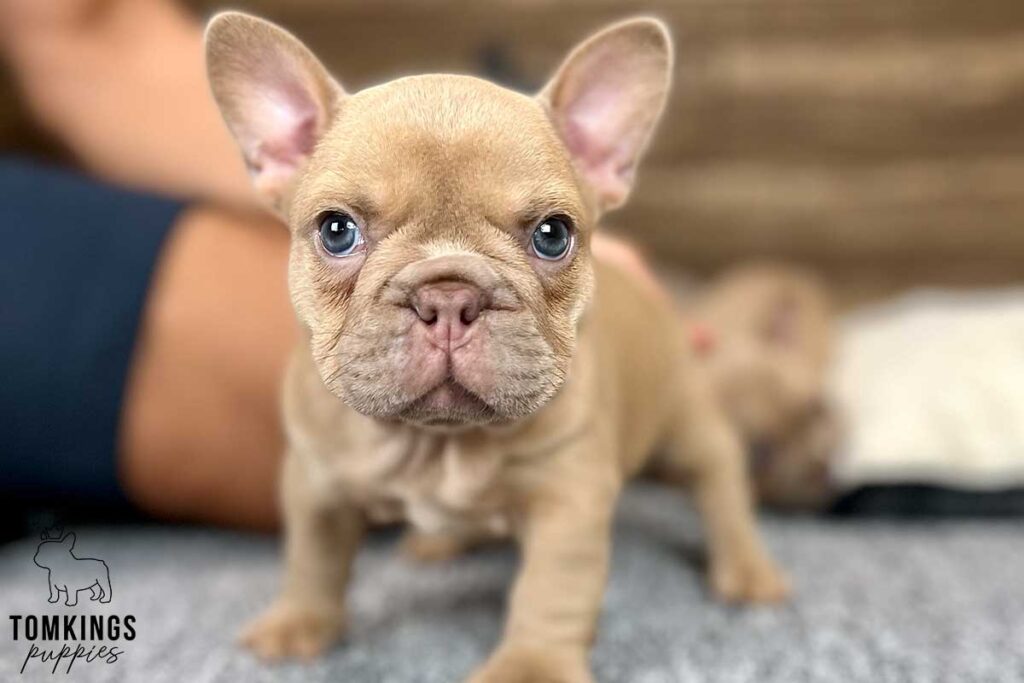 Violetta, available French Bulldog puppy at TomKings Puppies