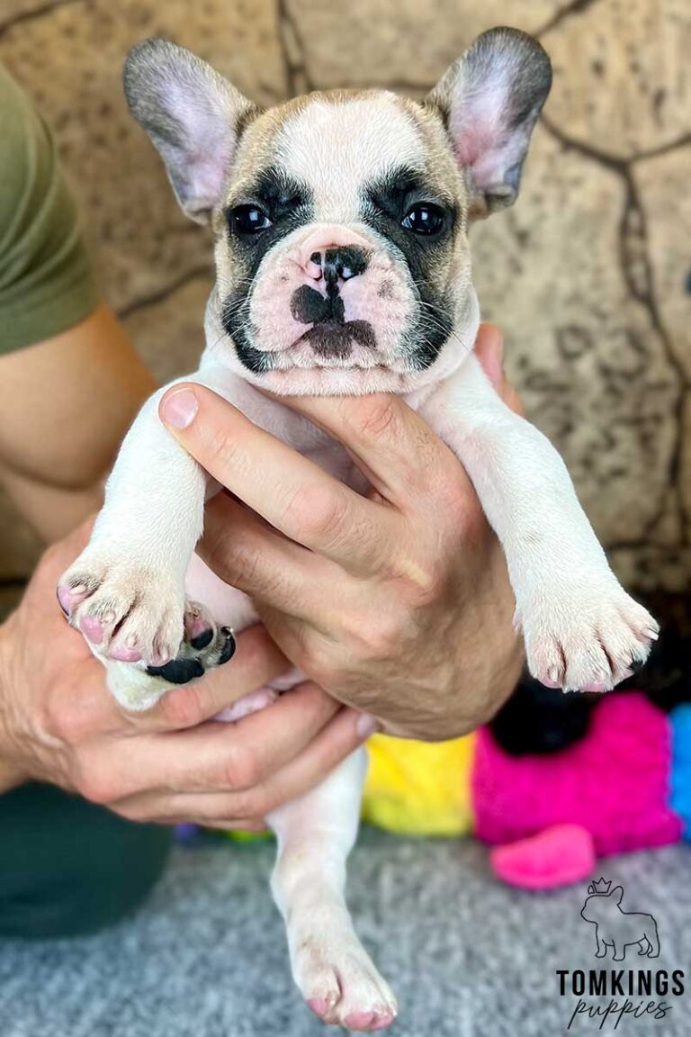 Anson, available French Bulldog puppy at TomKings Puppies