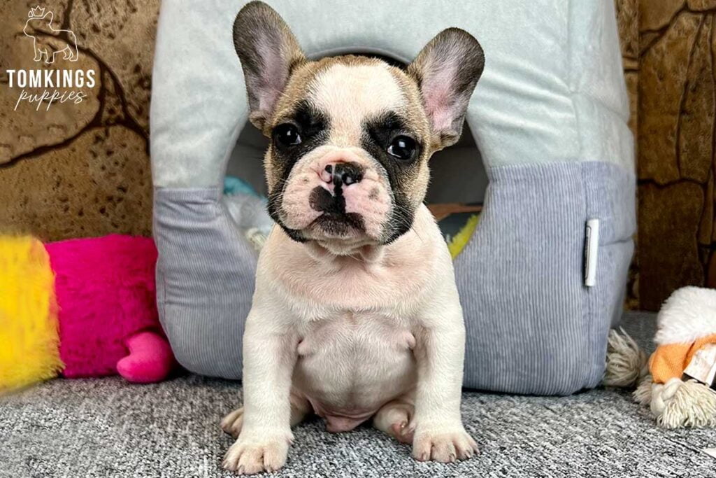 Anson, available French Bulldog puppy at TomKings Puppies