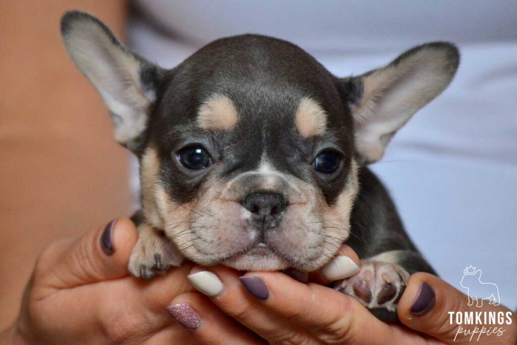 Astrid, available French Bulldog puppy at TomKings Puppies