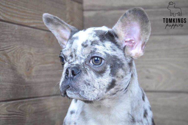 Bastien, available French Bulldog puppy at TomKings Puppies