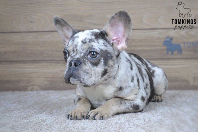 Bastien, available French Bulldog puppy at TomKings Puppies