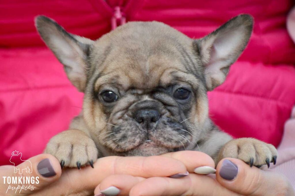 Bernice, available French Bulldog puppy at TomKings Puppies