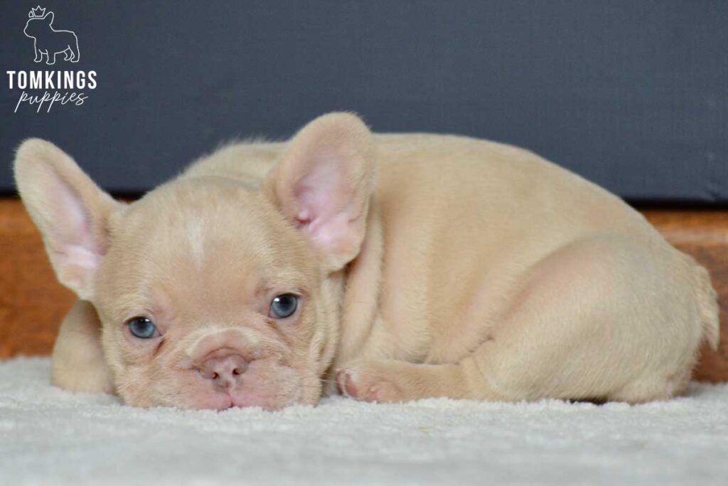 Brielle, available French Bulldog puppy at TomKings Puppies