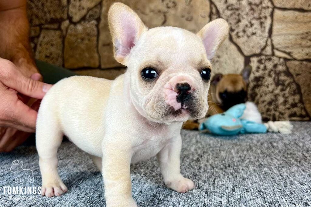 Bruce, available French Bulldog puppy at TomKings Puppies