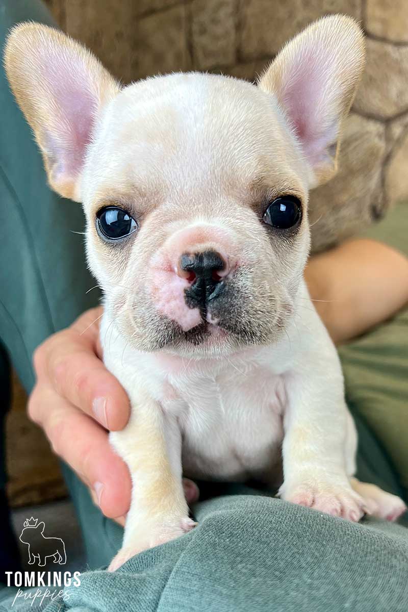 Bruce, available French Bulldog puppy at TomKings Puppies