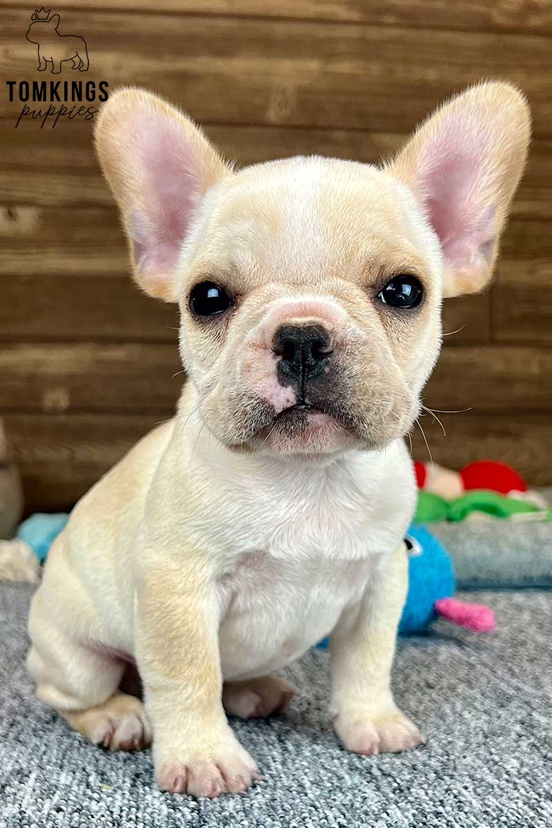Bruce, available French Bulldog puppy at TomKings Puppies