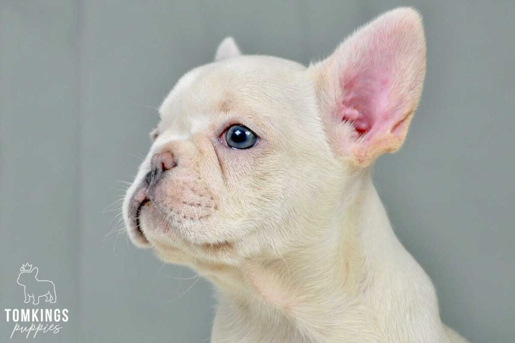 Claribel, available French Bulldog puppy at TomKings Puppies