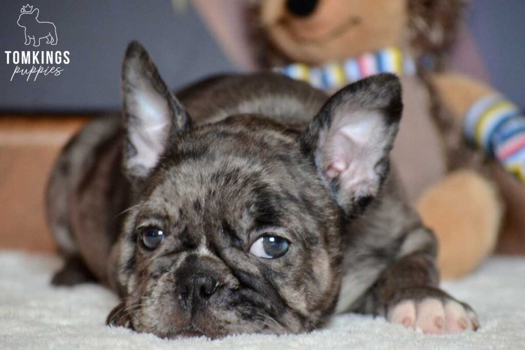 Clarissa, available French Bulldog puppy at TomKings Puppies