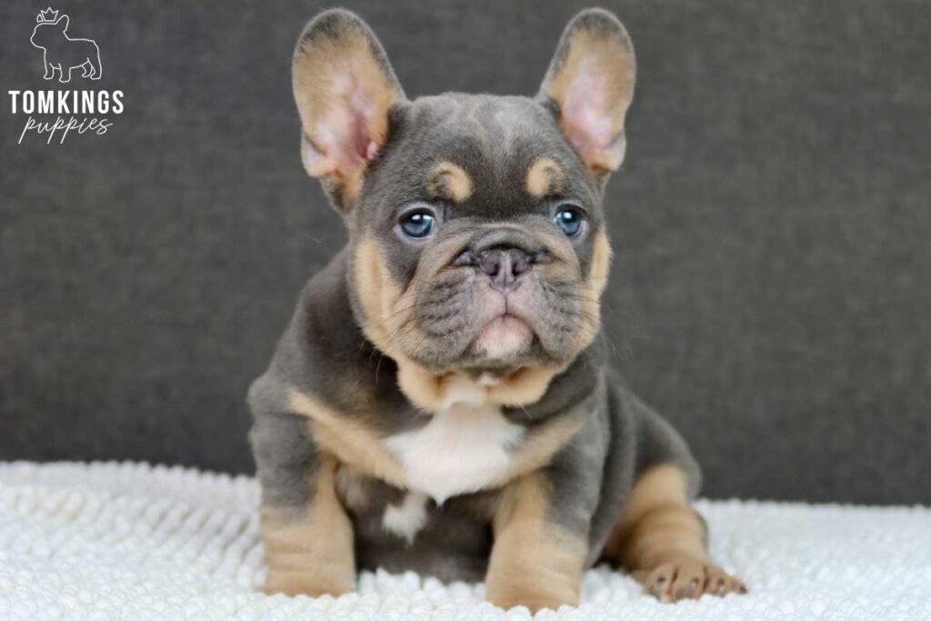 Egon, available French Bulldog puppy at TomKings Puppies